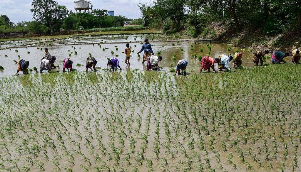 Telangana Farmers Prepare for Higher Paddy Acreage
