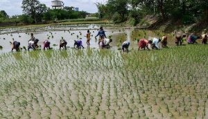 Telangana Farmers Prepare for Higher Paddy Acreage